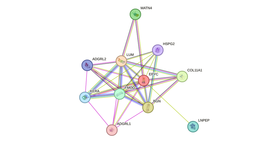 STRING protein interaction network