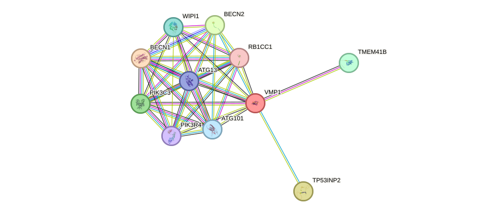 STRING protein interaction network