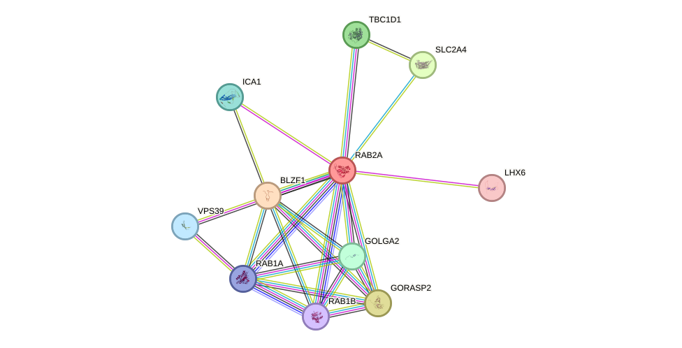 STRING protein interaction network