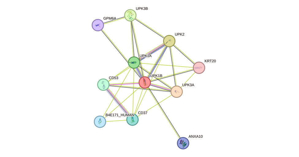 STRING protein interaction network