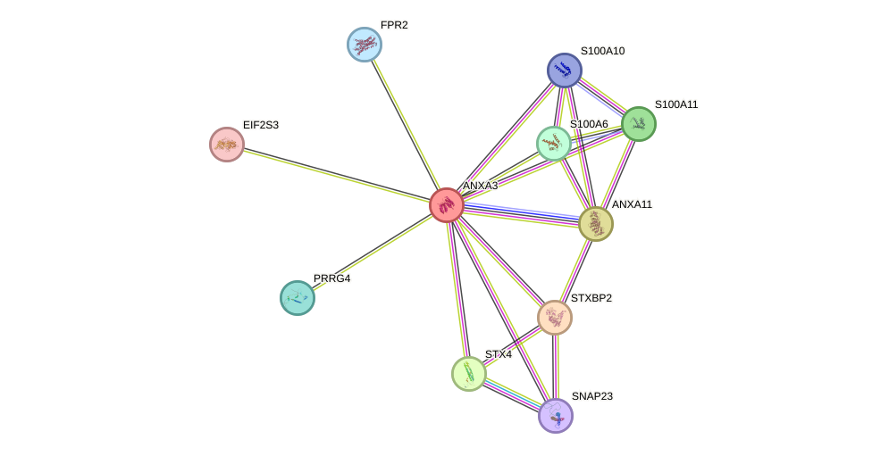 STRING protein interaction network