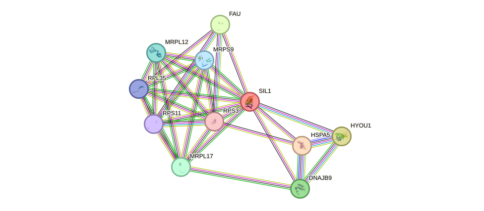 STRING protein interaction network