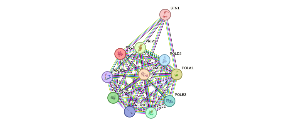 STRING protein interaction network