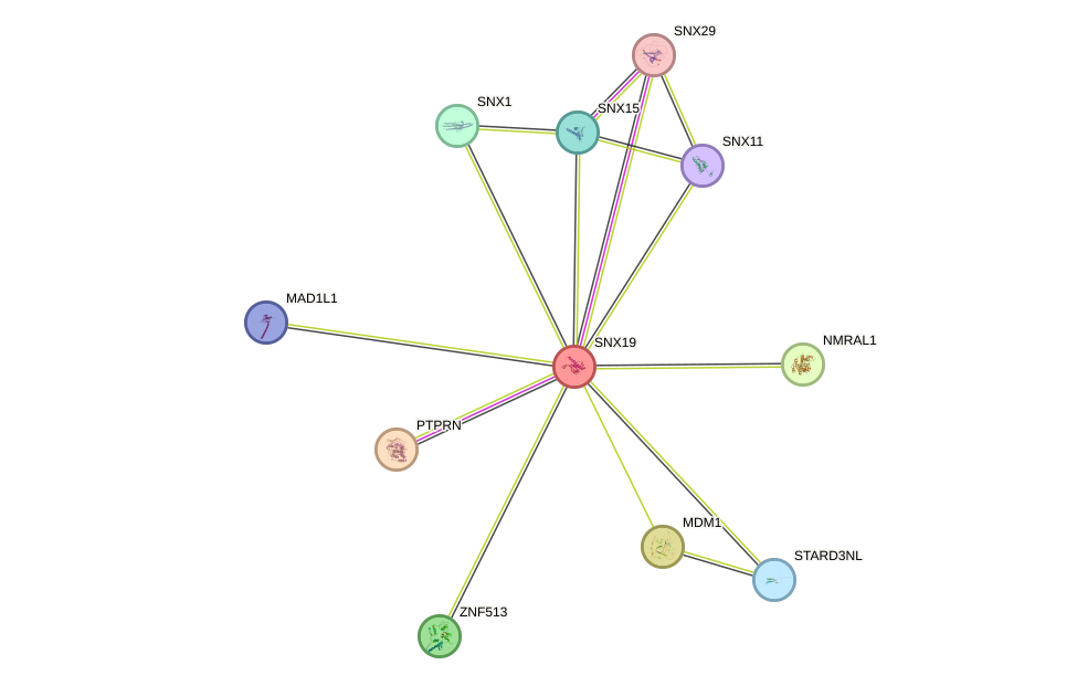 STRING protein interaction network