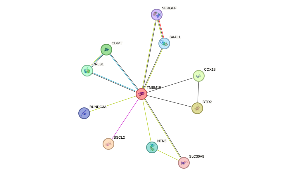 STRING protein interaction network