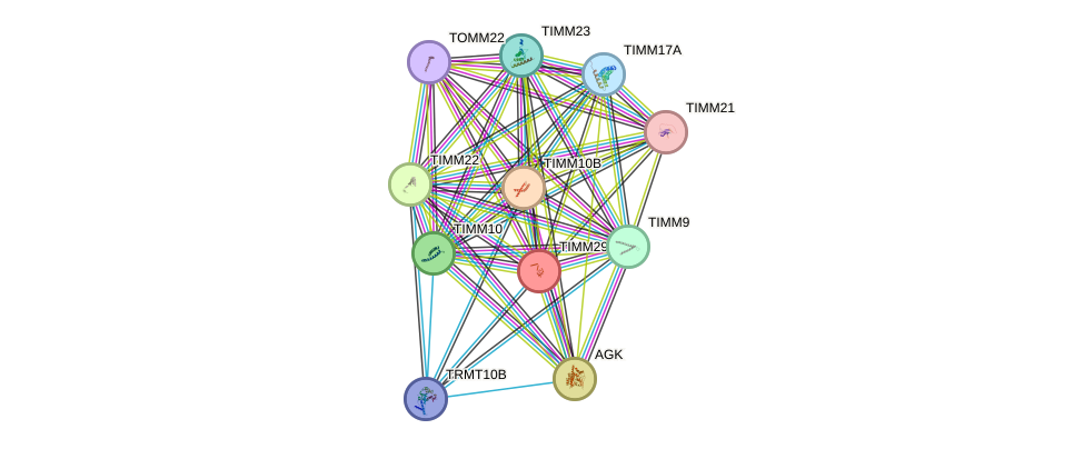 STRING protein interaction network