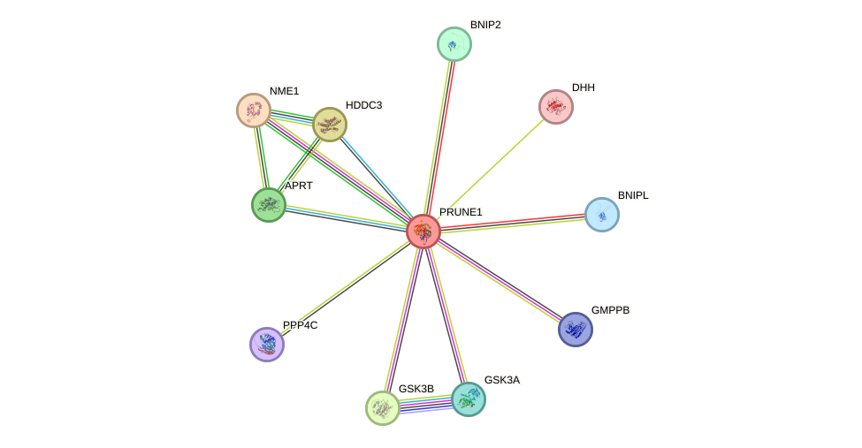 STRING protein interaction network