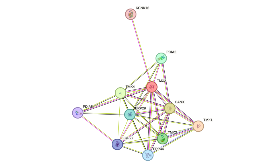 STRING protein interaction network