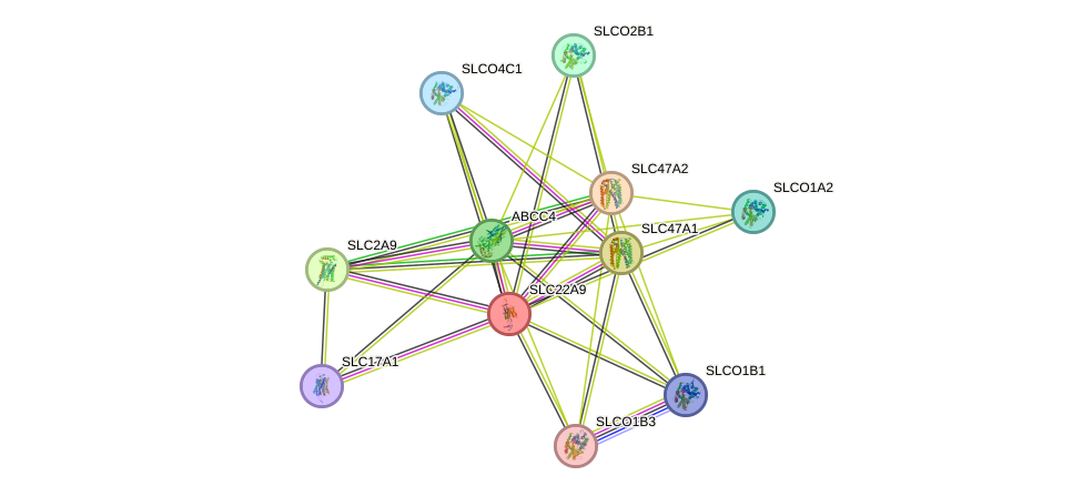 STRING protein interaction network