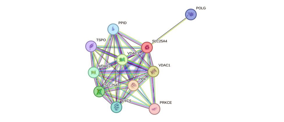 STRING protein interaction network