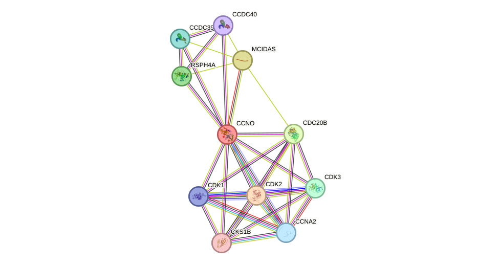 STRING protein interaction network