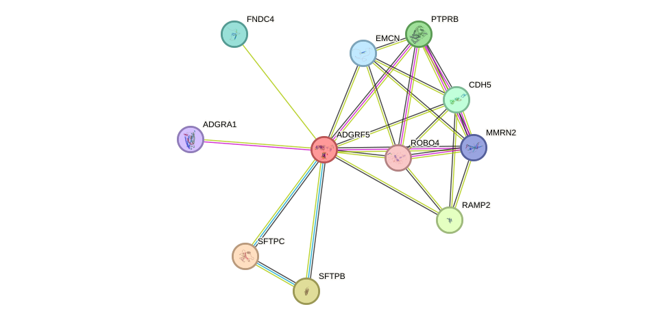 STRING protein interaction network