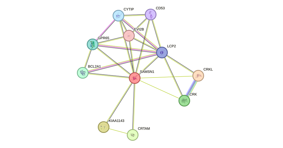 STRING protein interaction network