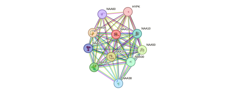 STRING protein interaction network