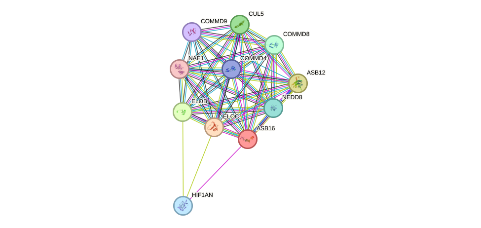 STRING protein interaction network