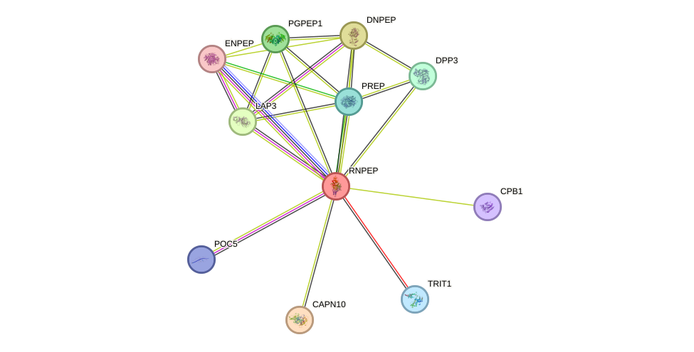 STRING protein interaction network