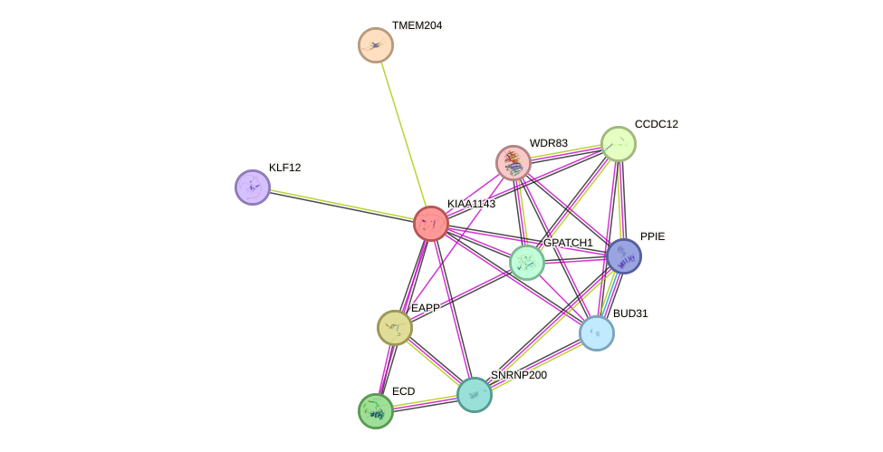 STRING protein interaction network