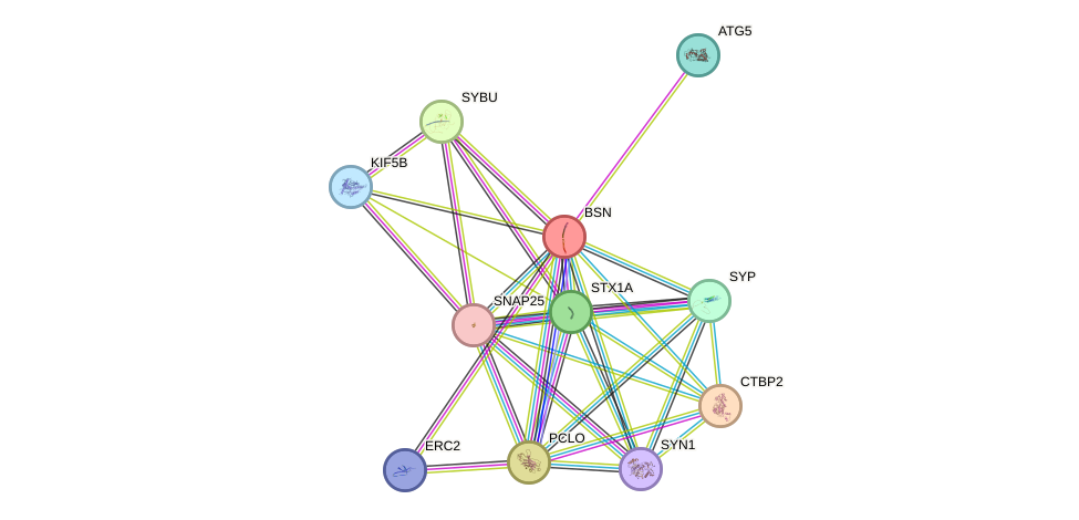 STRING protein interaction network