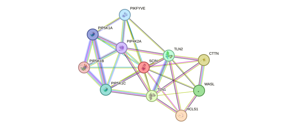 STRING protein interaction network