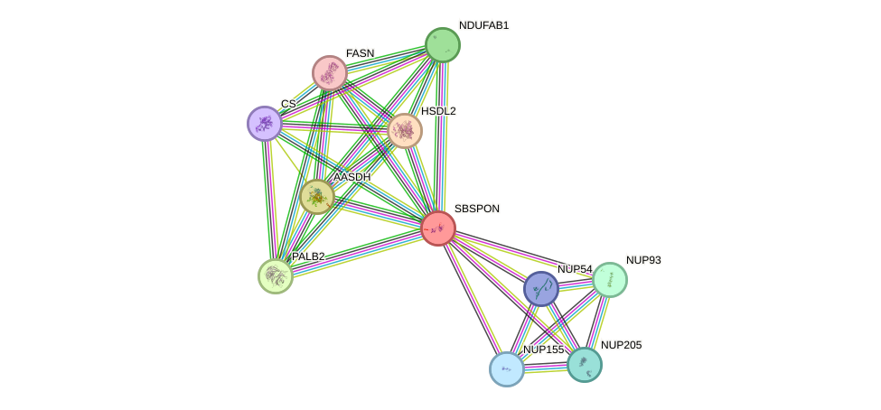 STRING protein interaction network