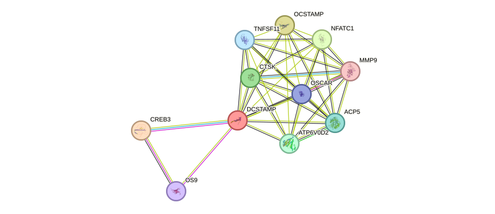 STRING protein interaction network