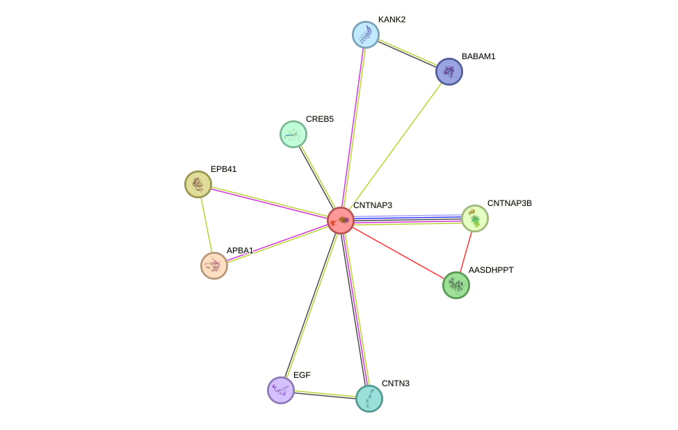 STRING protein interaction network