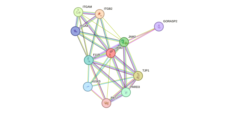 STRING protein interaction network