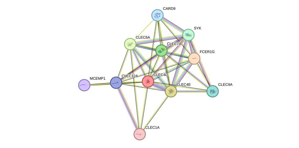 STRING protein interaction network