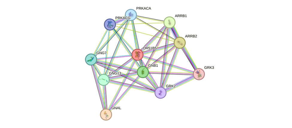 STRING protein interaction network