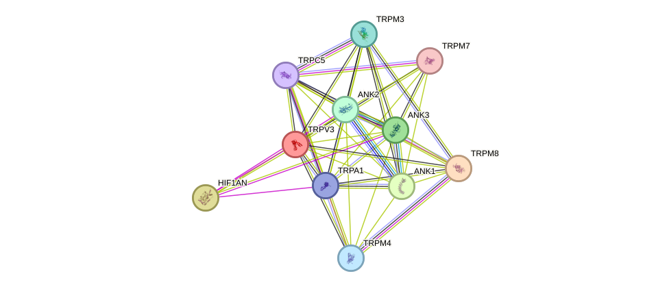 STRING protein interaction network