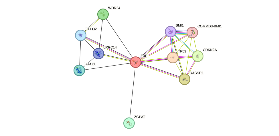 STRING protein interaction network