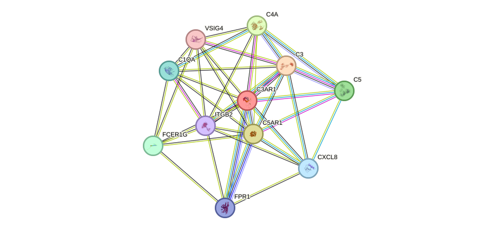 STRING protein interaction network