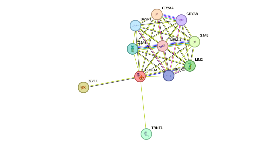 STRING protein interaction network