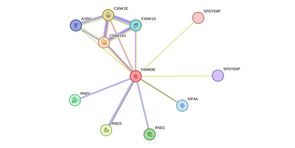 STRING protein interaction network