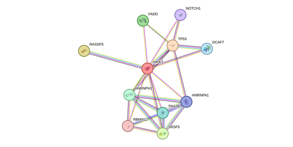 STRING protein interaction network