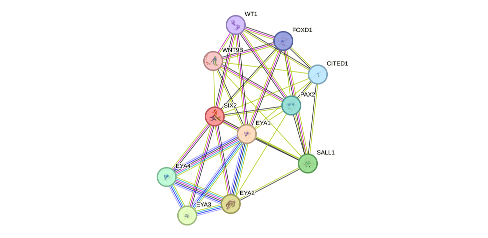 STRING protein interaction network