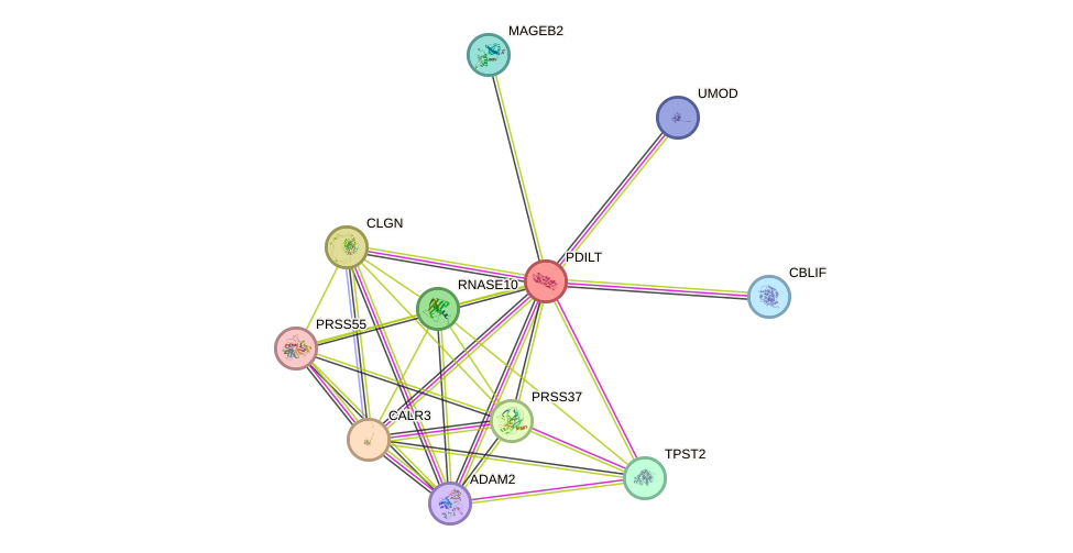 STRING protein interaction network