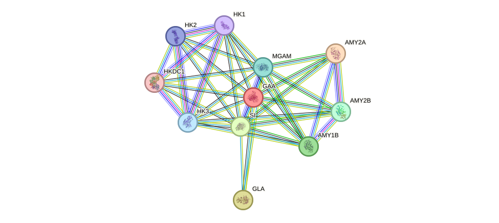 STRING protein interaction network