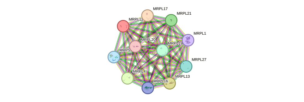 STRING protein interaction network