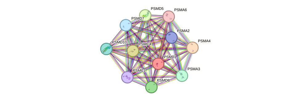 STRING protein interaction network