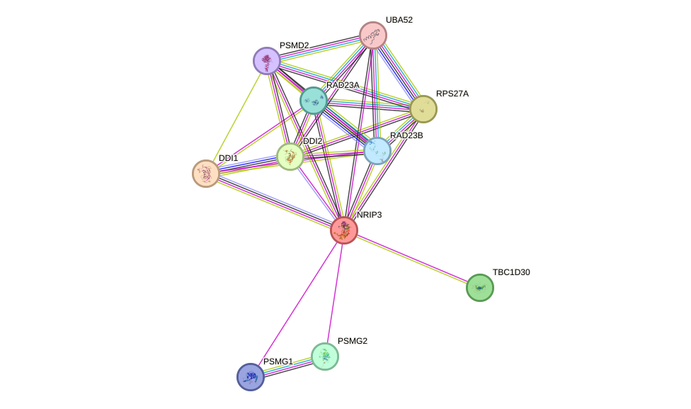 STRING protein interaction network