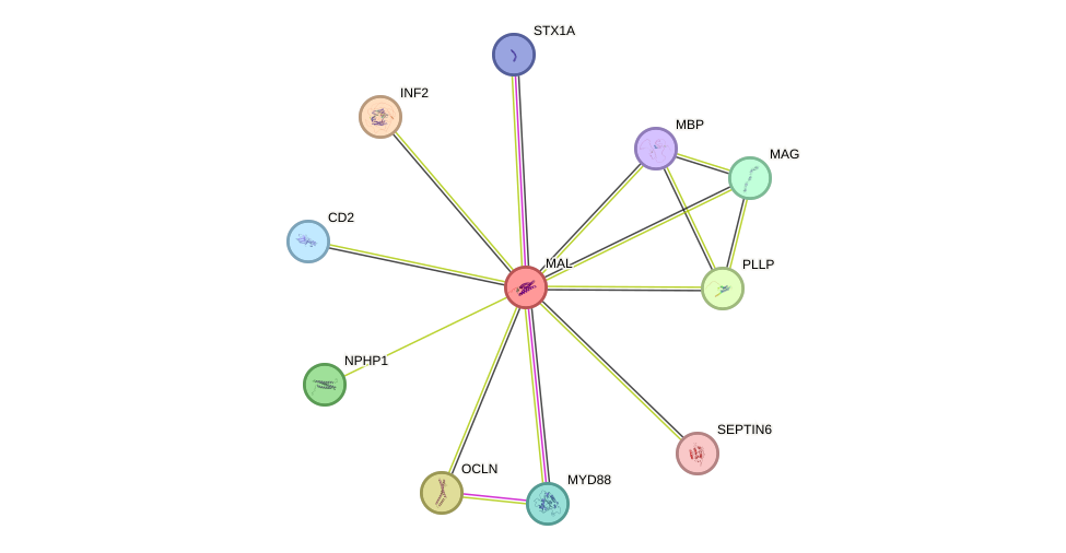 STRING protein interaction network