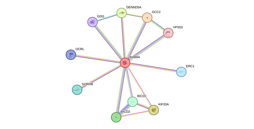 STRING protein interaction network