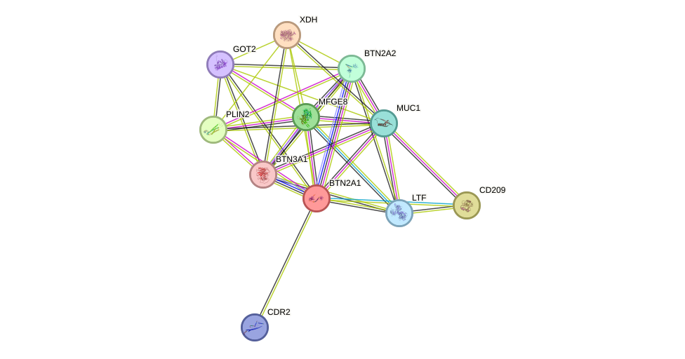 STRING protein interaction network