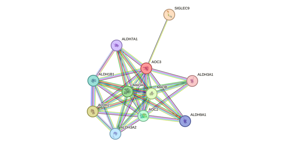 STRING protein interaction network