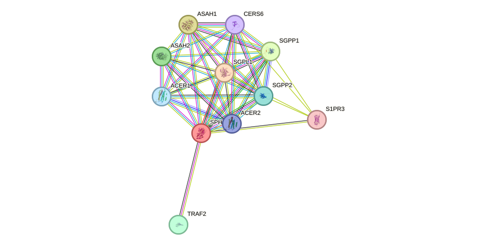 STRING protein interaction network