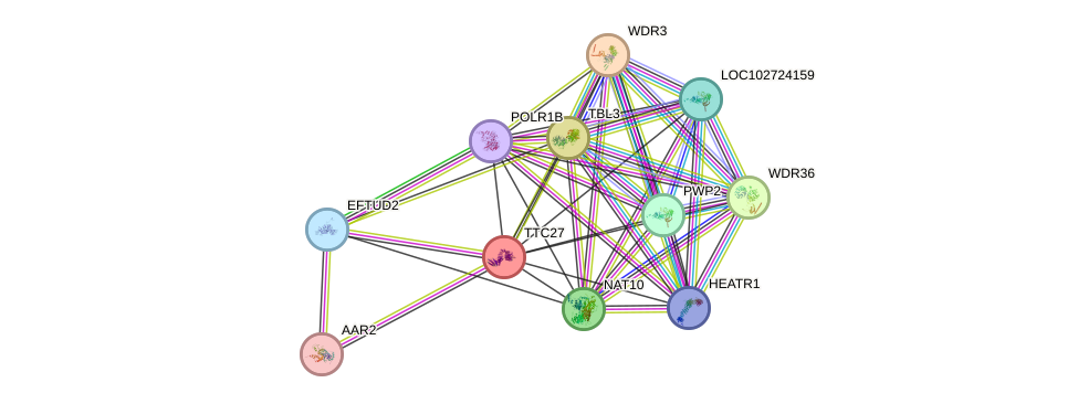 STRING protein interaction network