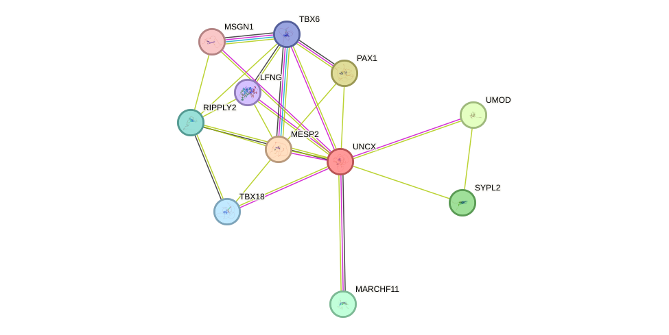 STRING protein interaction network