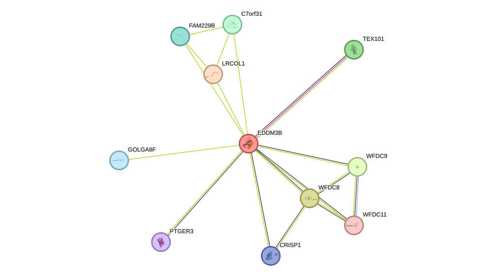 STRING protein interaction network