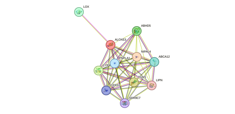 STRING protein interaction network